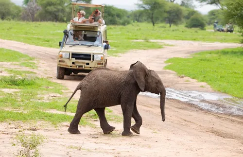 How to Go on an African Safari for Less Money: Tips By Industry Experts | Frommer's