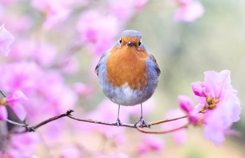 Spring vacation: a bird in spring