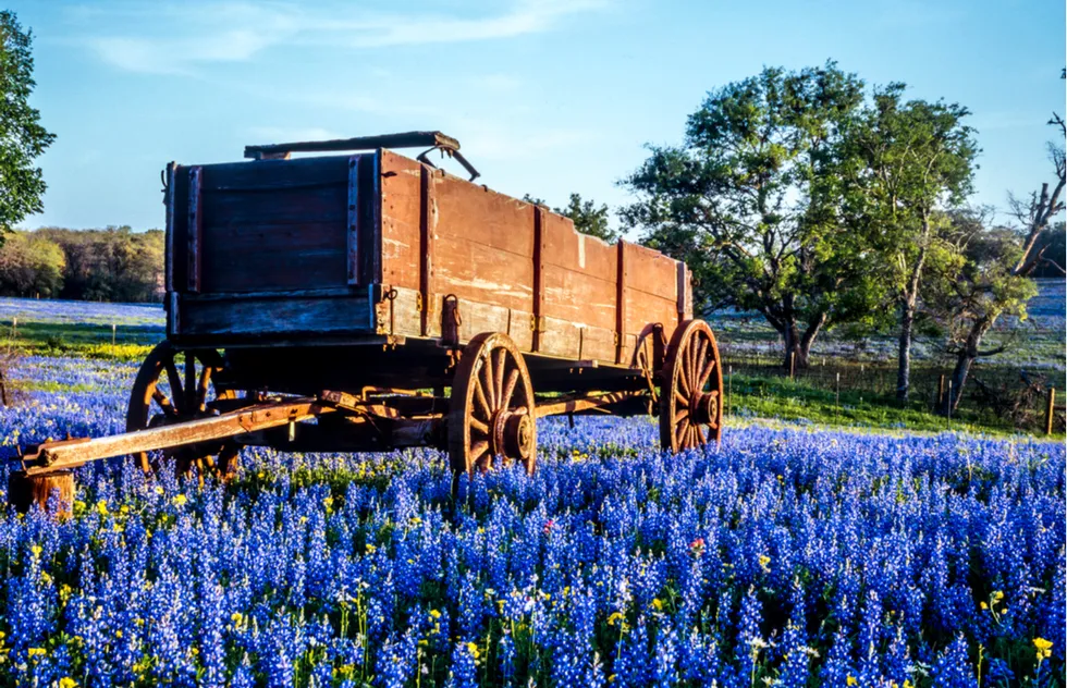 Spring vacation ideas: bluebonnets in Texas Hill Country