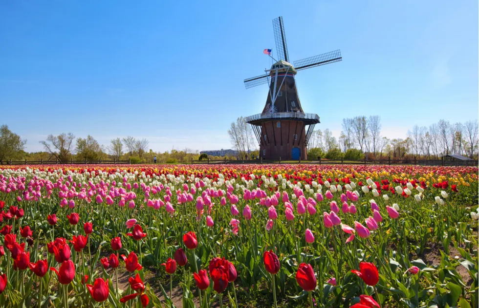 Spring vacation ideas: De Zwaan windmill in Holland, Michigan