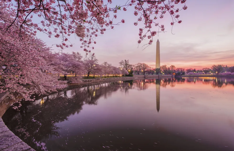 Spring vacation ideas: cherry blossoms and Washington Monument in Washington, D.C.