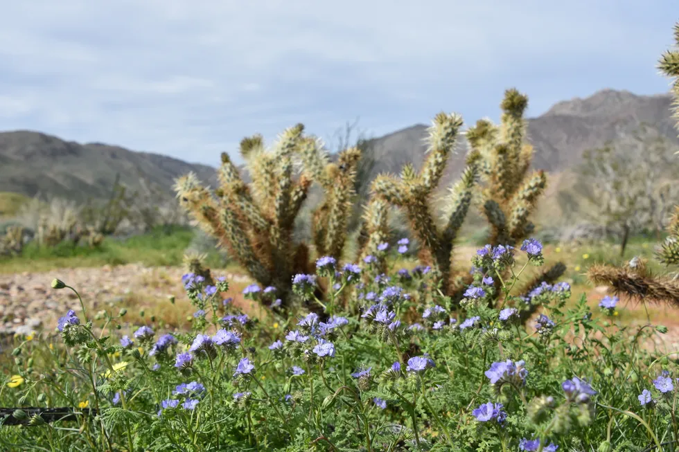 Spring vacation ideas: wildflowers at Anza-Borrego Desert State Park in California